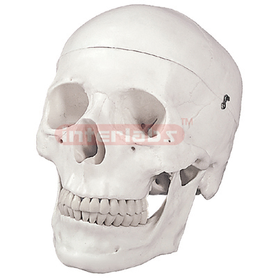 Interlab? Skull Model, Natural Size, 3 Pc